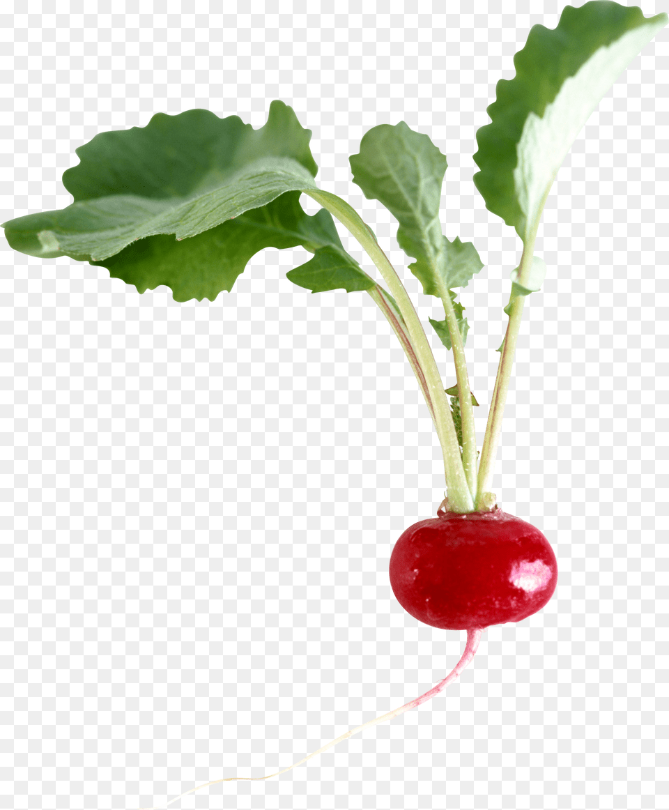 Radish, Food, Plant, Produce, Vegetable Free Transparent Png