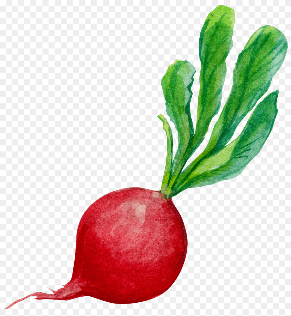 Radish, Food, Produce, Plant, Vegetable Free Transparent Png