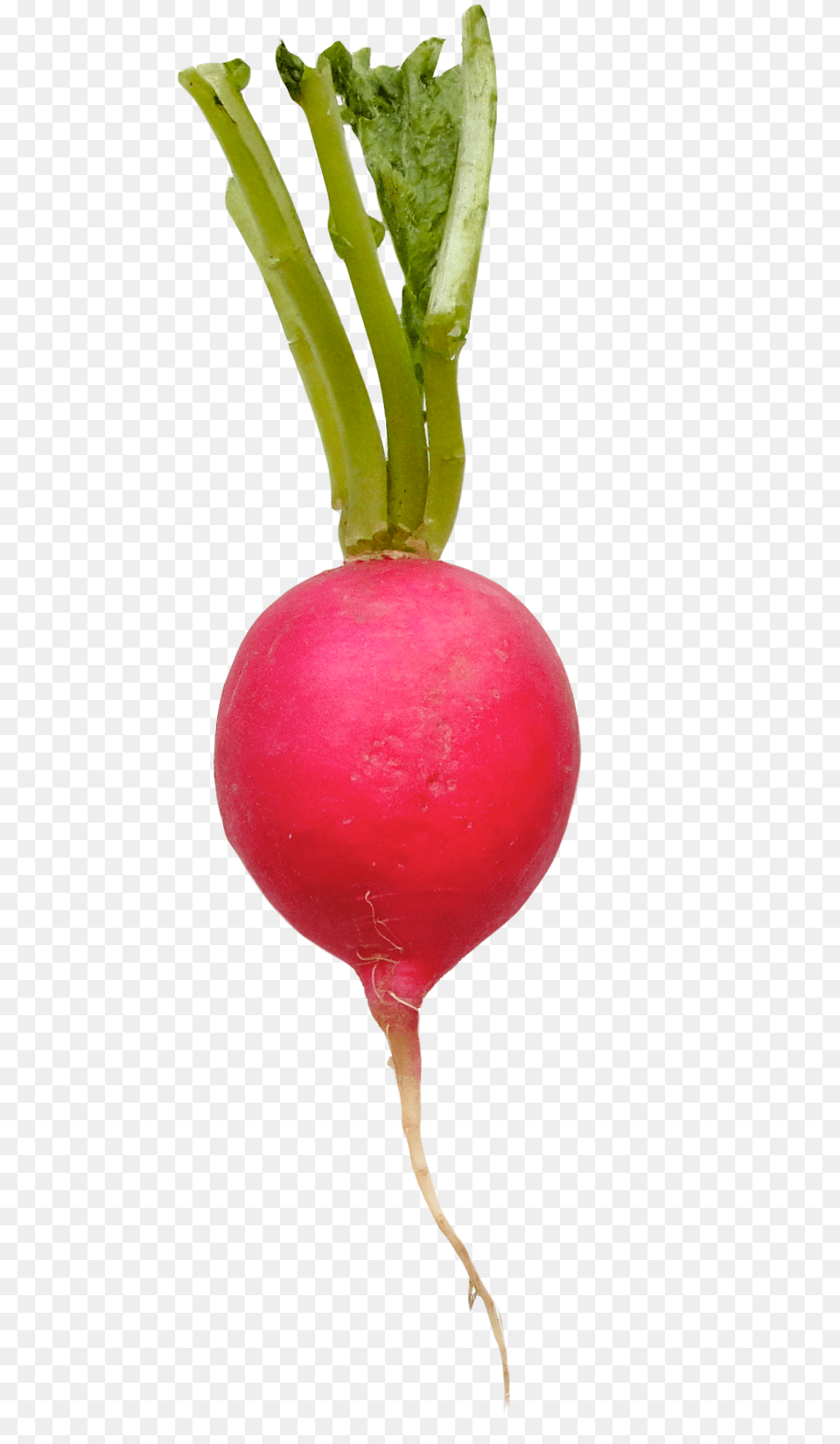 Radish, Food, Plant, Produce, Vegetable Png