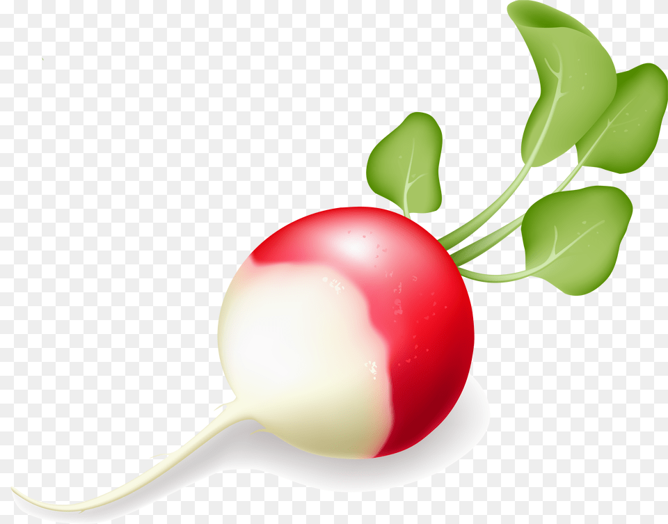 Radish, Food, Plant, Produce, Vegetable Png Image