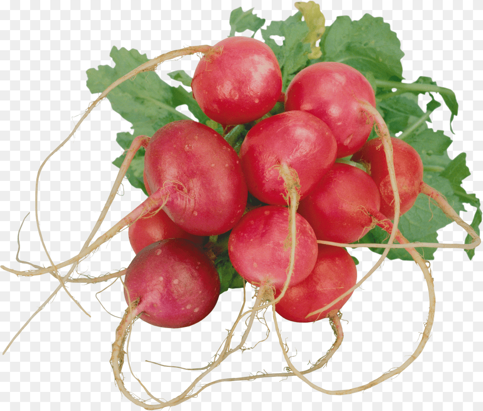 Radish Png Image