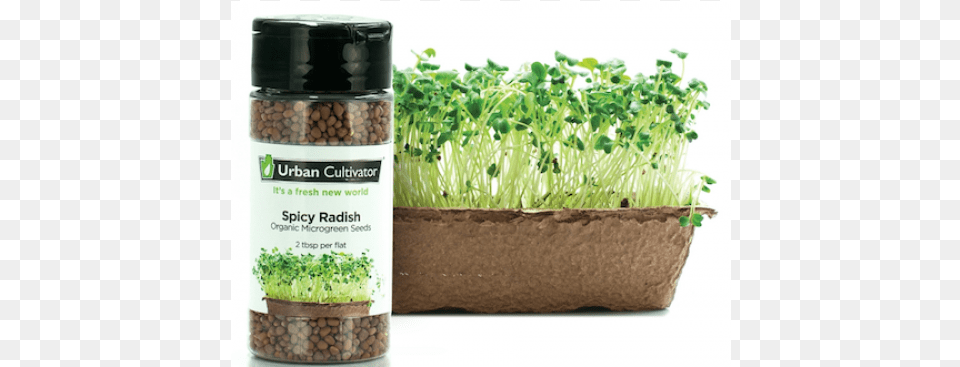 Radish, Plant, Herbal, Herbs, Potted Plant Png Image