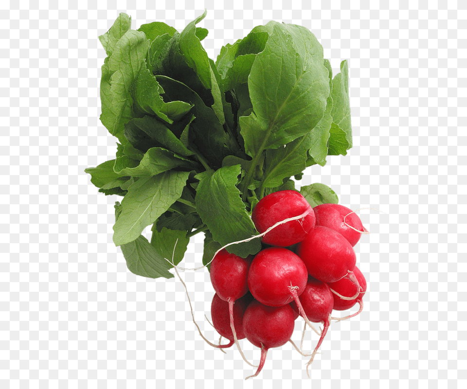 Radish, Food, Plant, Produce, Vegetable Free Transparent Png