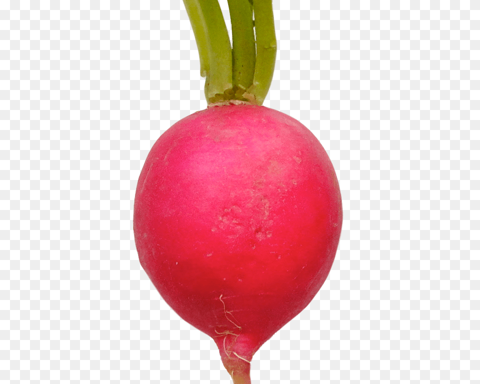 Radish, Food, Produce, Plant, Vegetable Free Png