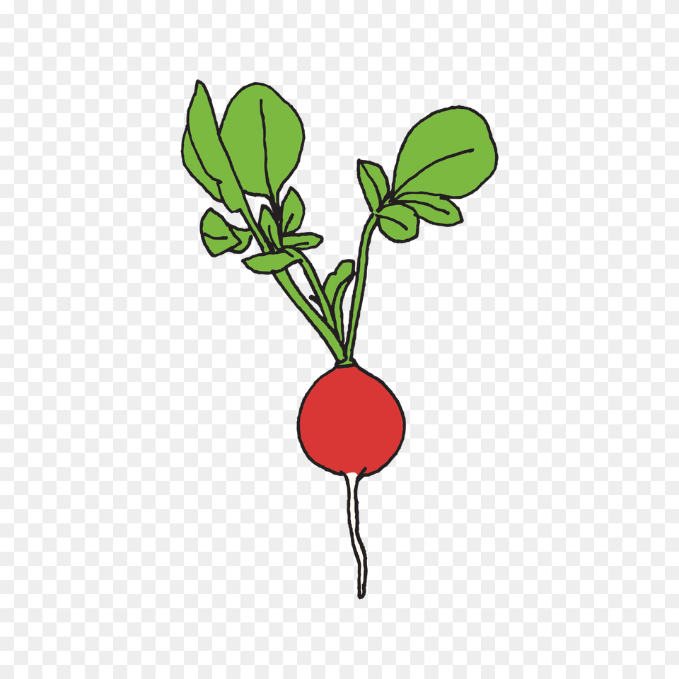 Radish, Food, Plant, Produce, Vegetable Free Png Download