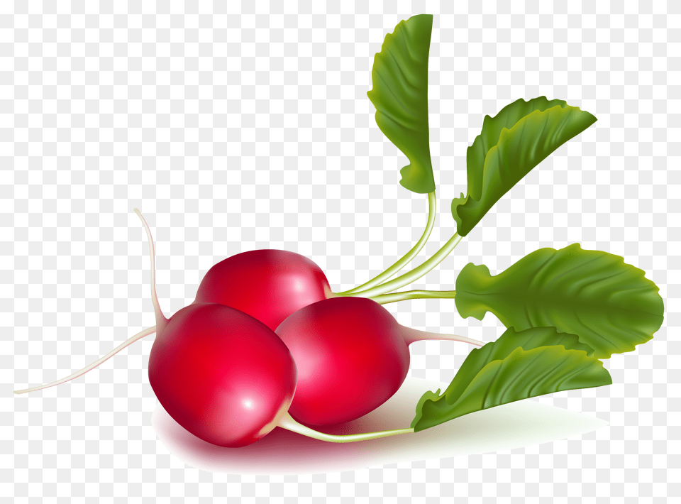 Radish, Food, Produce, Plant, Vegetable Png