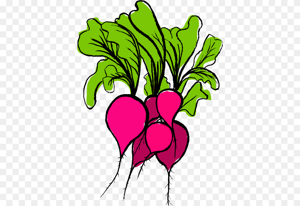 Radish, Food, Plant, Produce, Vegetable Png