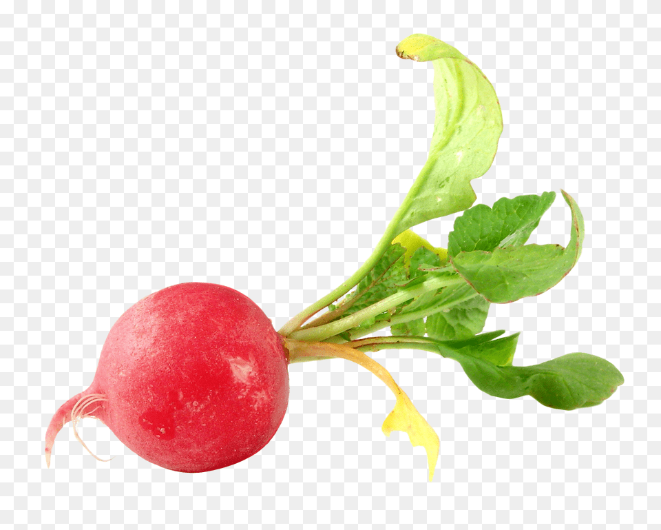 Radish, Food, Plant, Produce, Vegetable Free Transparent Png