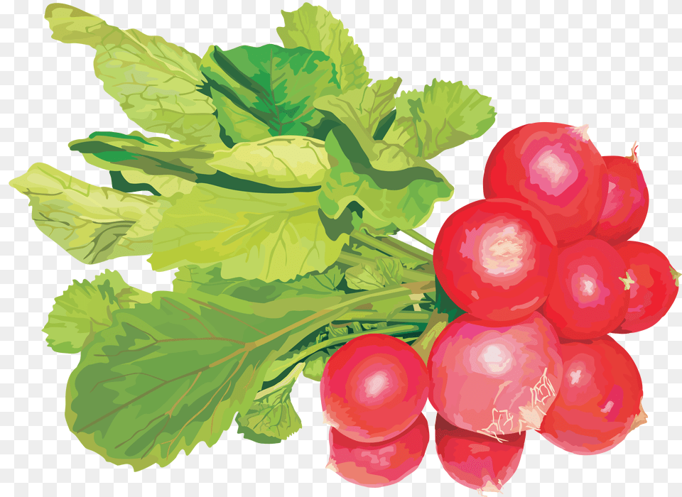 Radish, Food, Produce, Plant, Vegetable Free Png