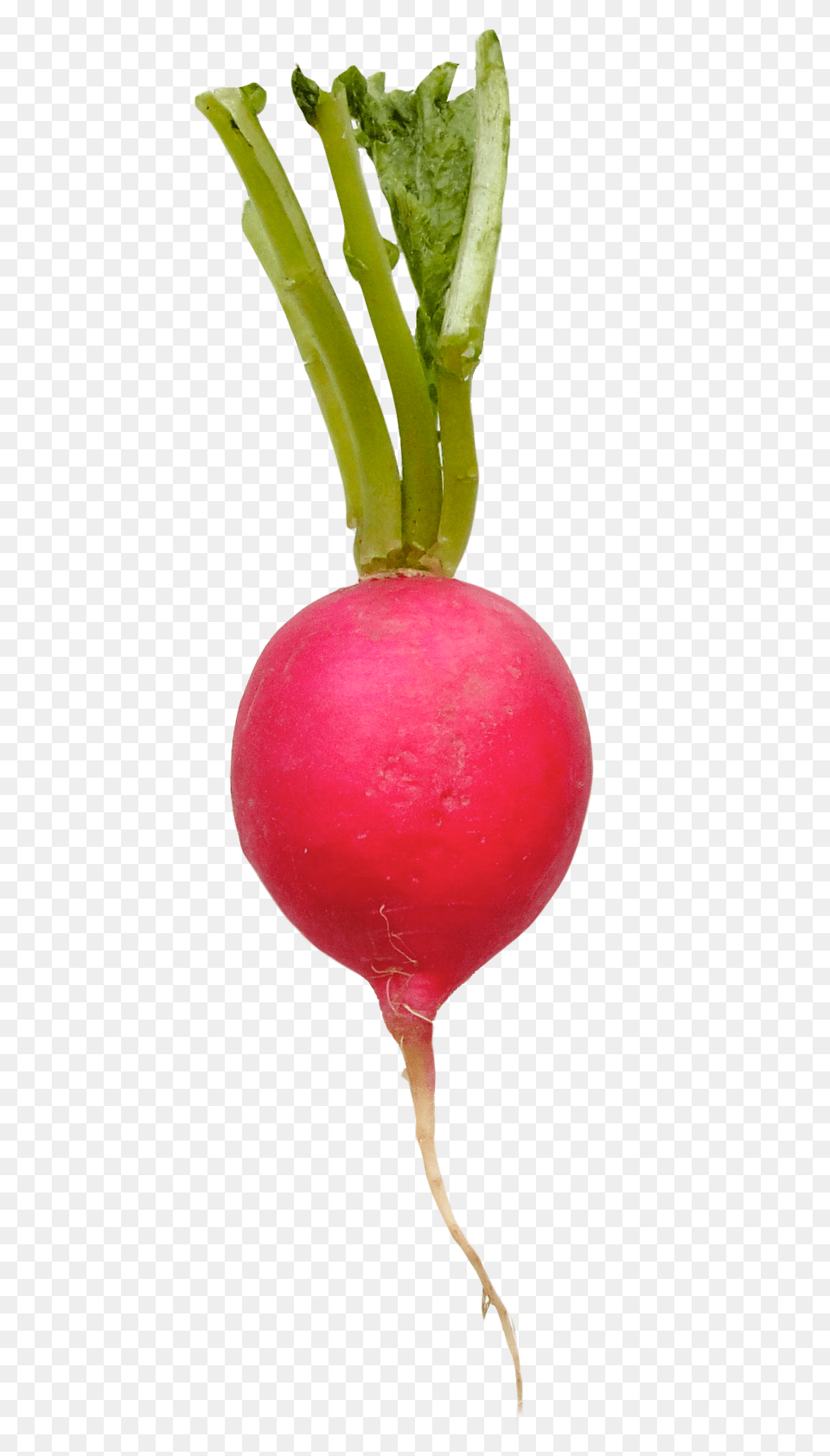 Radish, Food, Produce, Plant, Vegetable Free Transparent Png