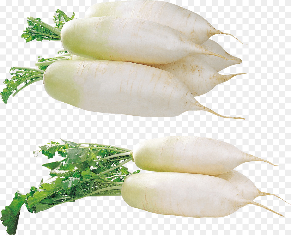 Radish Png