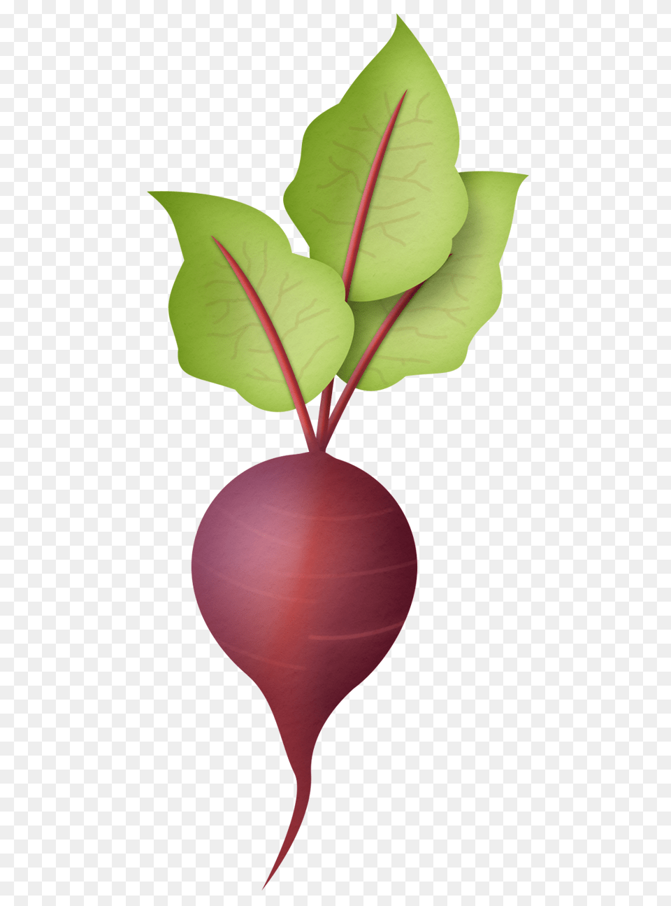 Radish, Leaf, Plant, Food, Produce Png Image