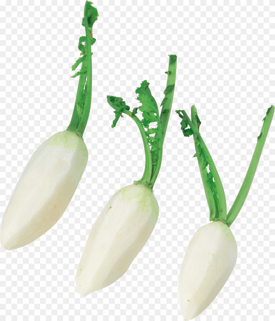 Radish, Gray Free Png Download