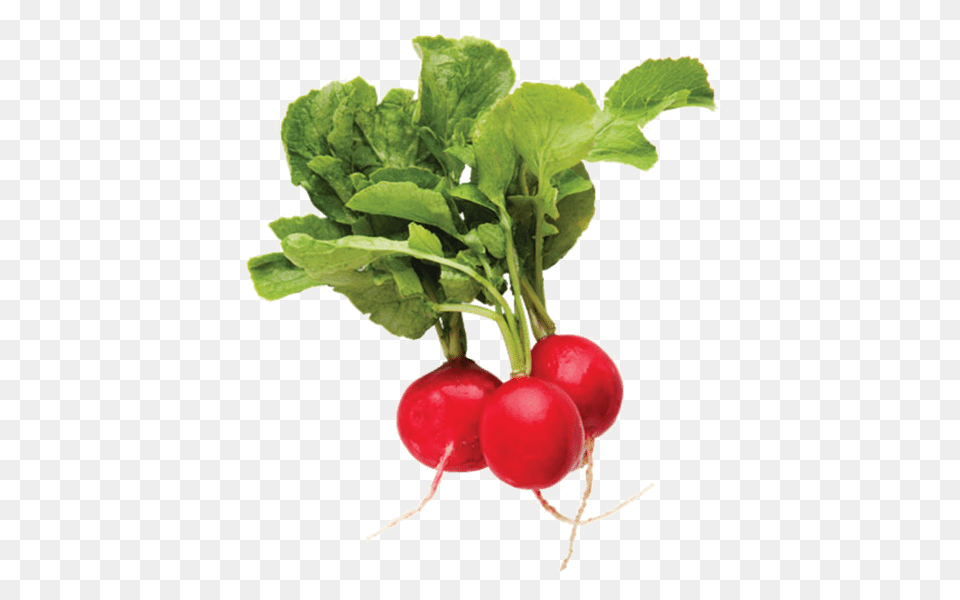 Radish, Food, Plant, Produce, Vegetable Png Image