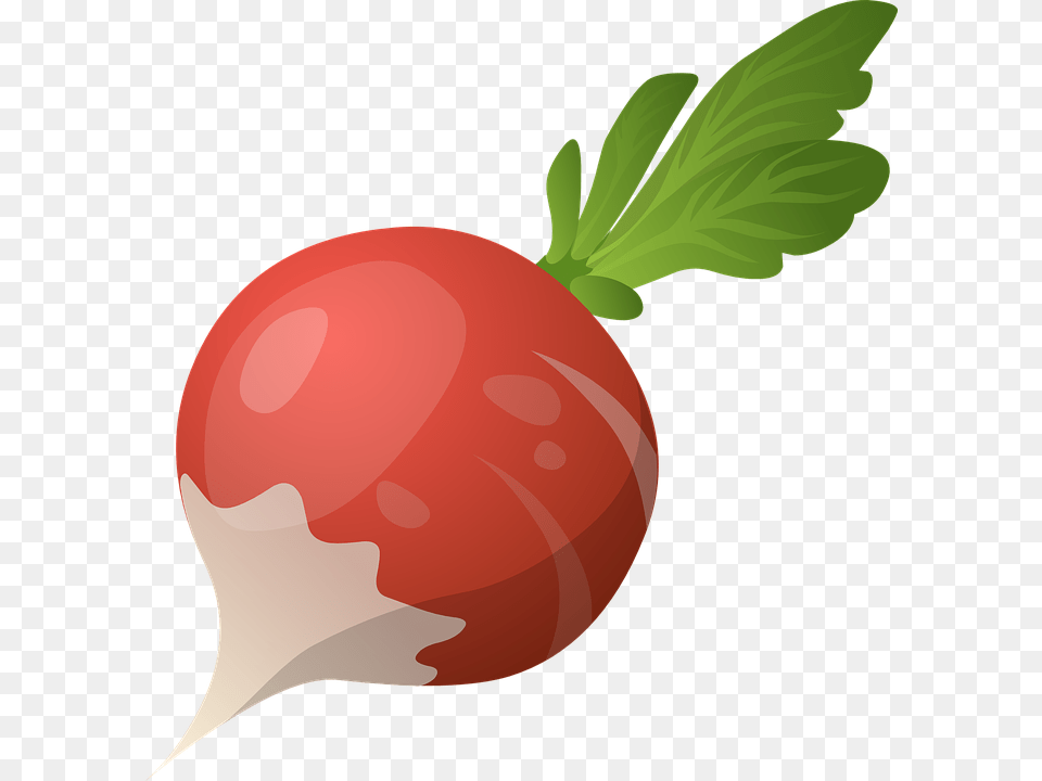 Radish, Food, Plant, Produce, Vegetable Free Png Download