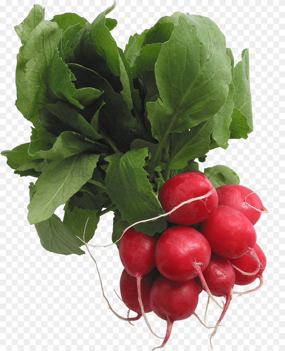 Radish, Food, Plant, Produce, Vegetable Free Png Download