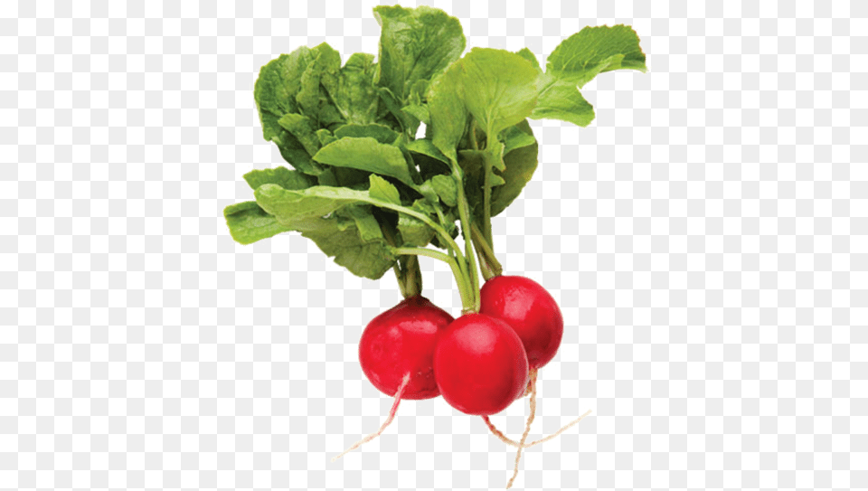 Radish Alpha Channel Clipart Images Radish, Food, Plant, Produce, Vegetable Free Png Download