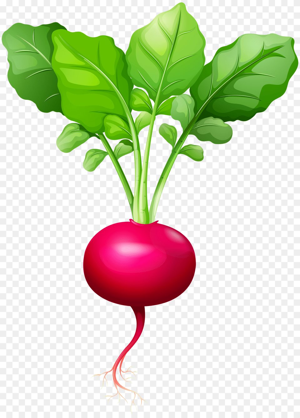 Radish Clip Png Image