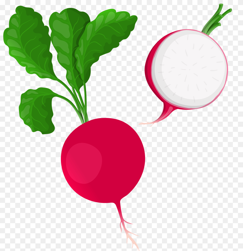 Radish Clip Art, Food, Plant, Produce, Vegetable Free Transparent Png