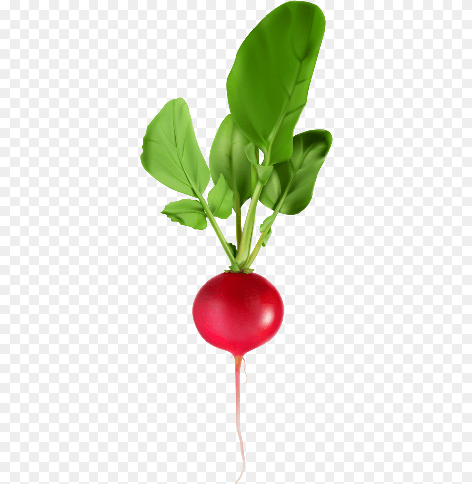 Radish Clip Art Image Radish, Food, Produce, Plant, Vegetable Free Transparent Png