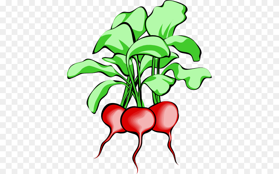Radish Clipart, Food, Plant, Produce, Vegetable Free Transparent Png