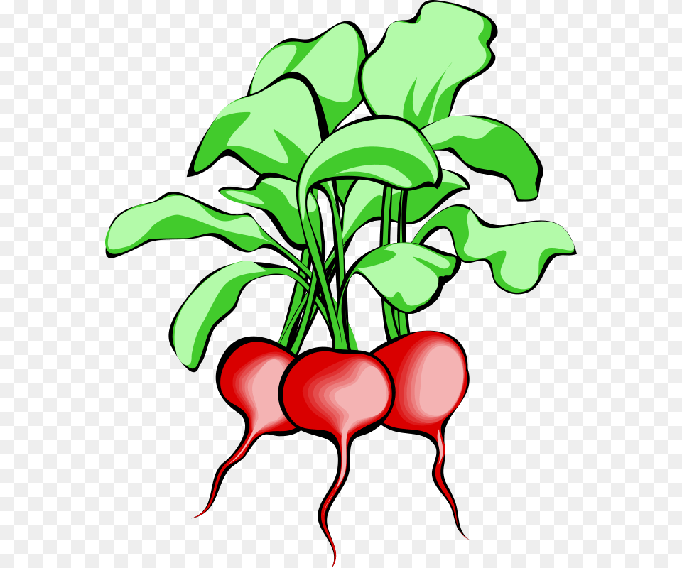Radish Clipart Leafy Vegetable, Food, Plant, Produce Png