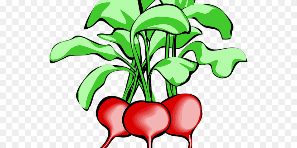 Radish Clipart Spring Radishes Clip Art, Food, Plant, Produce, Vegetable Png Image