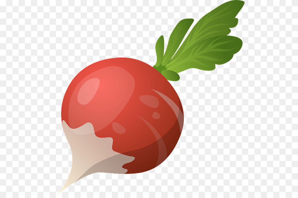 Radish Clipart Turnip, Food, Plant, Produce, Vegetable Png