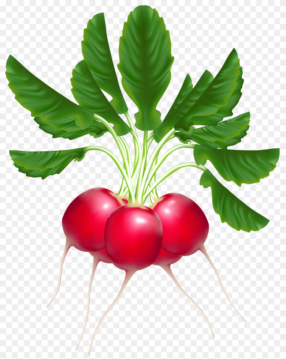 Radish Cliparts, Food, Plant, Produce, Vegetable Png Image