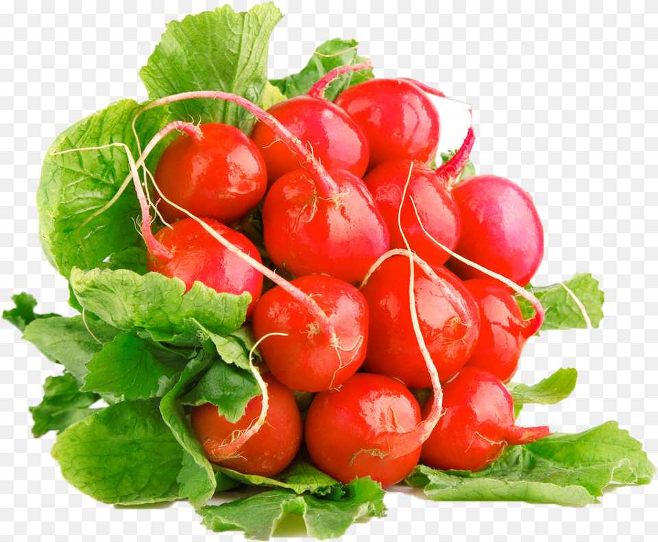 Radish Commercial Use Radish, Food, Plant, Produce, Vegetable Free Png