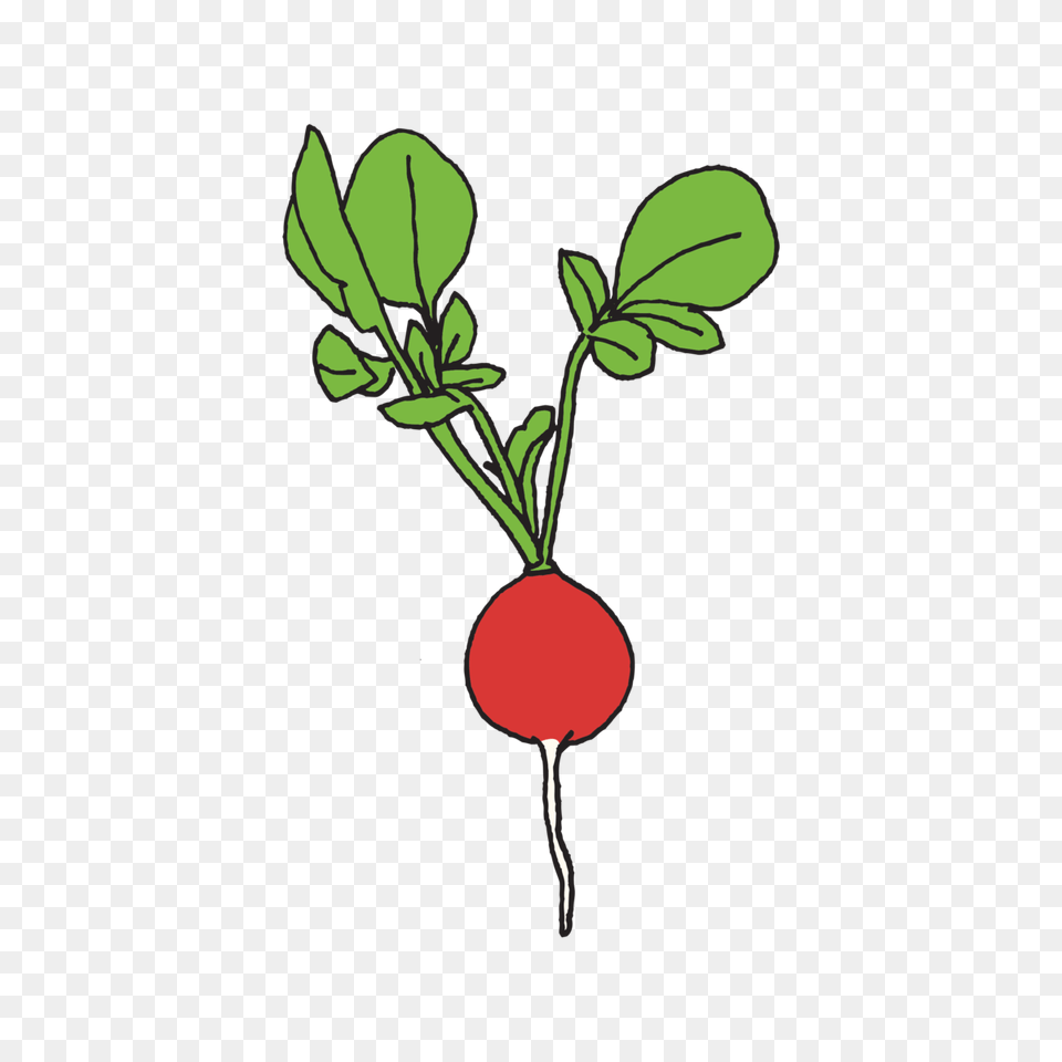 Radish Images Food, Plant, Produce, Vegetable Free Png Download
