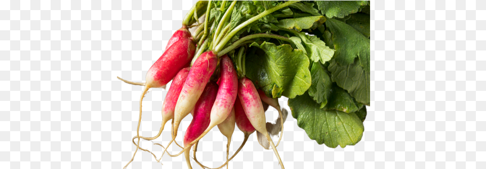 Radish Long Pink Radish, Food, Plant, Produce, Vegetable Png Image