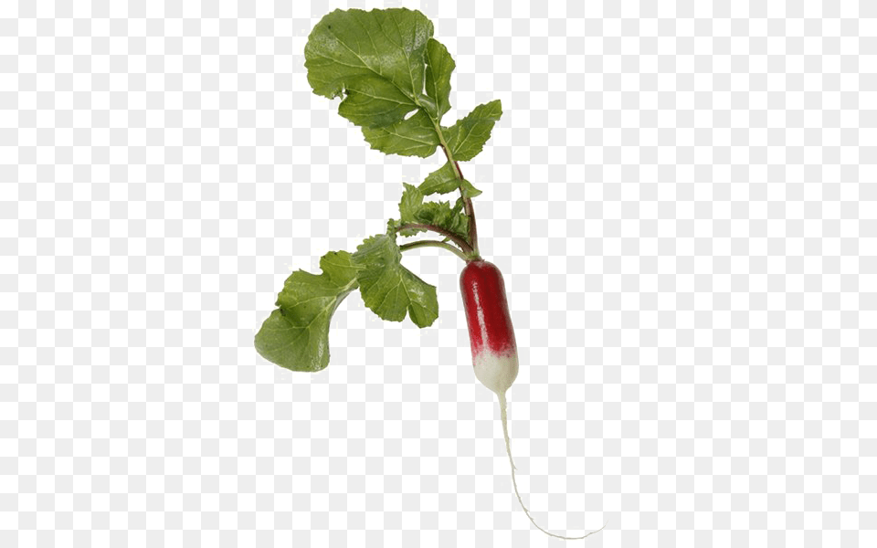 Radish Image, Food, Plant, Produce, Vegetable Free Transparent Png