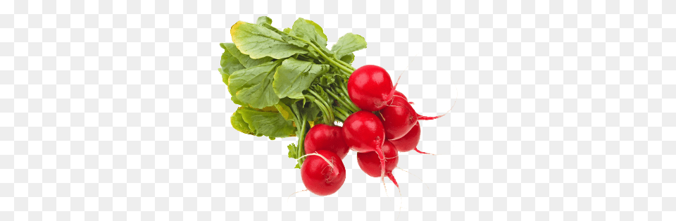 Radishes, Food, Plant, Produce, Radish Png Image