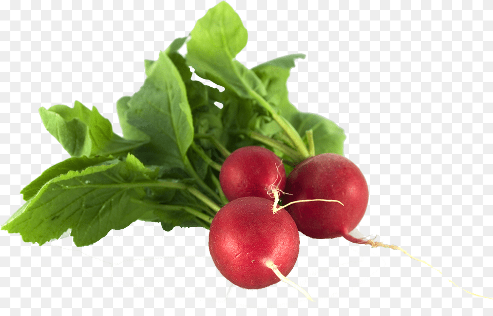 Radishes Rabanito, Food, Plant, Produce, Radish Free Png