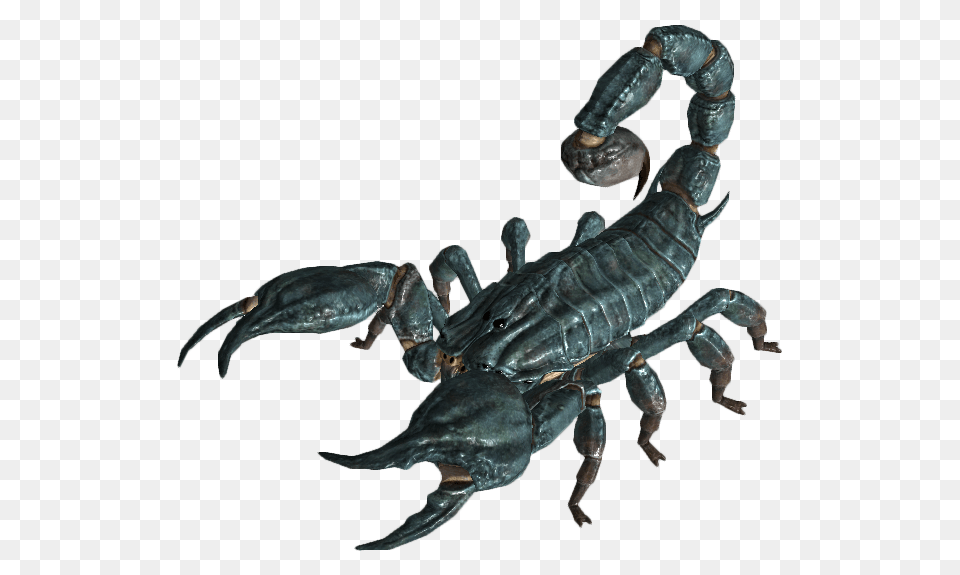 Radscorpion, Animal, Insect, Invertebrate, Scorpion Png