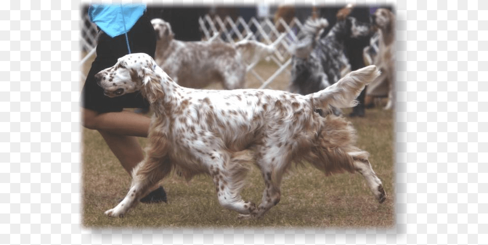 Rafiki English Setter, Animal, Canine, Dog, Mammal Free Transparent Png