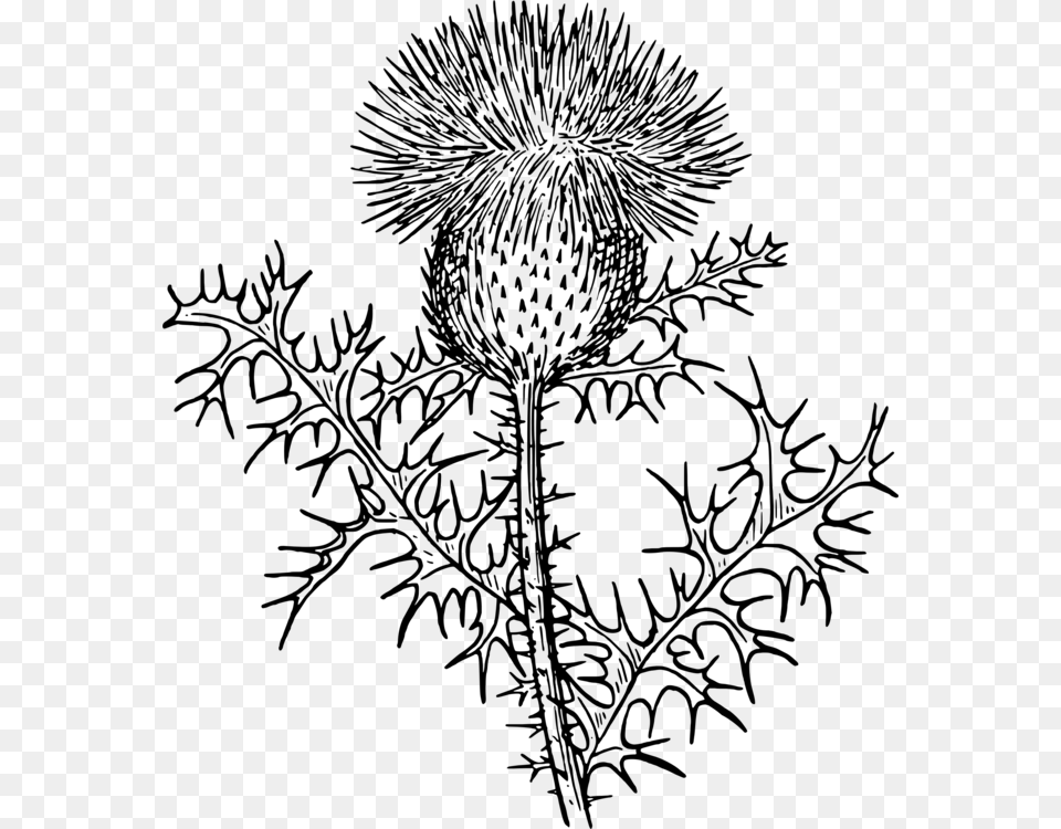 Rag Weed Svg Clip Arts Thistle Black And White Clipart, Gray Png