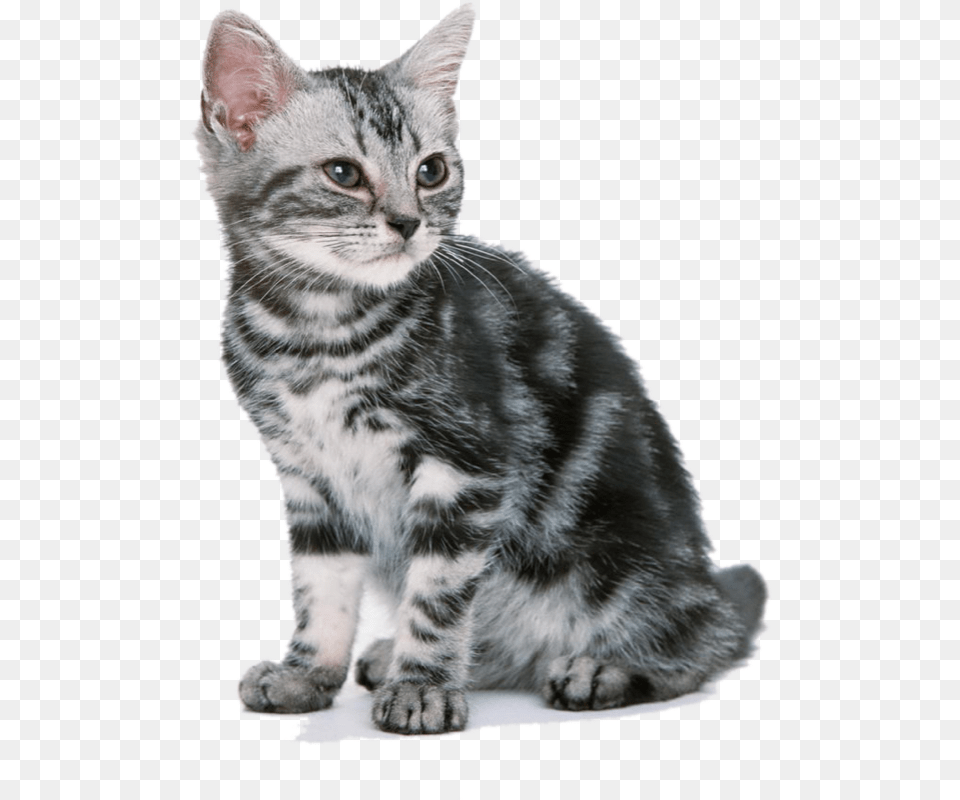 Ragdoll And American Shorthair, Animal, Cat, Mammal, Manx Free Transparent Png