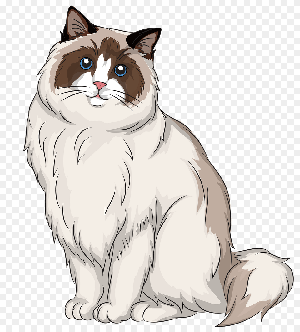 Ragdoll Cat Clipart, Art, Angora, Animal, Drawing Free Png Download