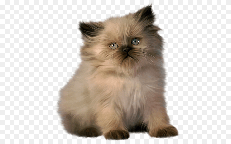 Ragdoll Persian Cat, Angora, Animal, Mammal, Pet Png Image