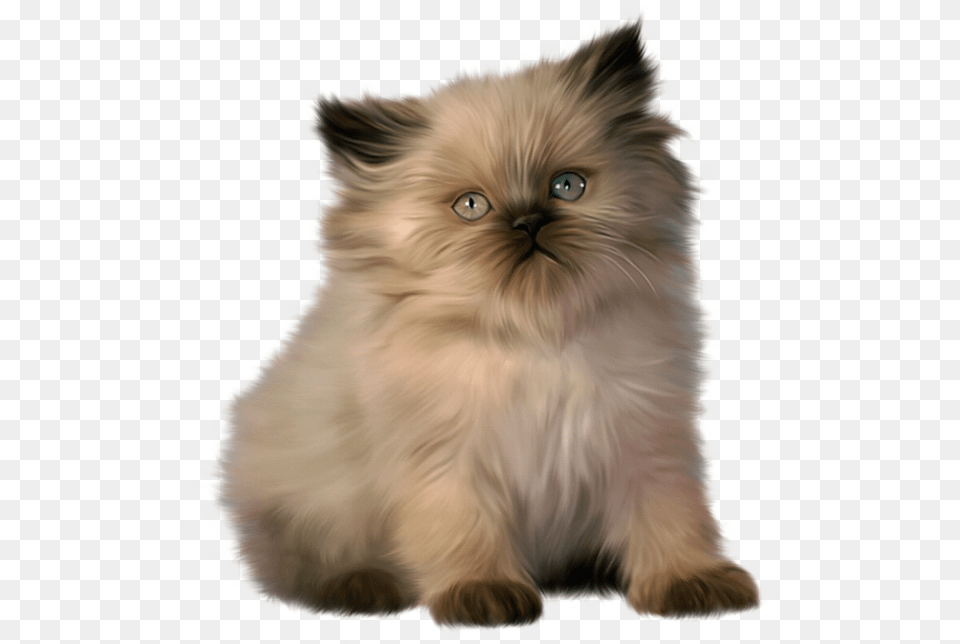 Ragdoll Persian Cat, Angora, Animal, Mammal, Pet Free Png Download