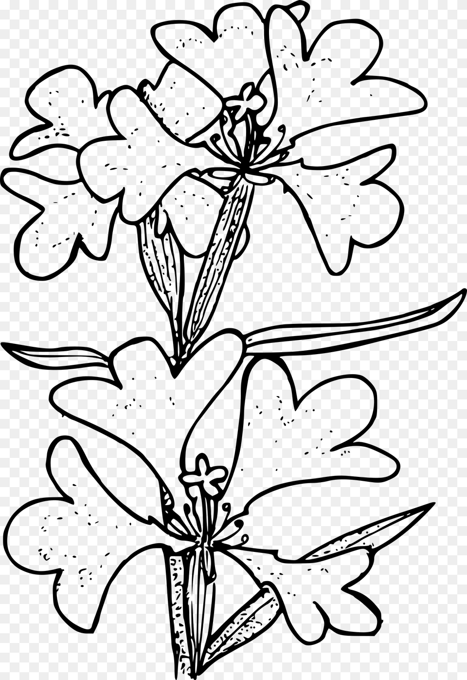 Ragged Robin Clip Arts Lily, Gray Free Transparent Png