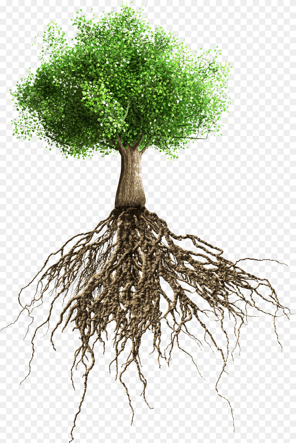 Raices Del Arbol De Mango Tree With Roots Transparent Background, Plant, Root Png Image