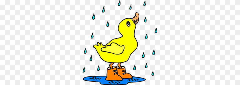 Rain Animal, Beak, Bird, Baby Png Image