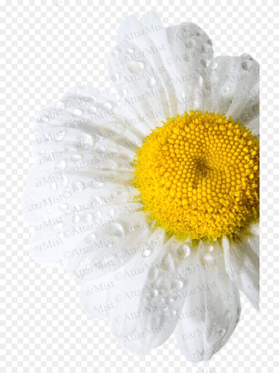 Rain Flower By Attar Mist Chamomile, Anemone, Anther, Daisy, Petal Free Png Download