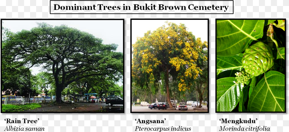 Rain Tree And Angsana Tree, Art, Vegetation, Collage, Plant Png Image