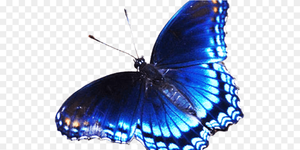 Rainbow Butterfly Clipart Dark Blue Black And Blue Butterfly, Animal, Insect, Invertebrate, Appliance Free Transparent Png