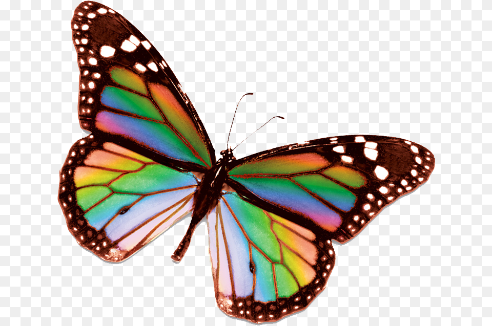 Rainbow Butterfly Clipart Small Real Rainbow Butterfly, Animal, Insect, Invertebrate, Monarch Png