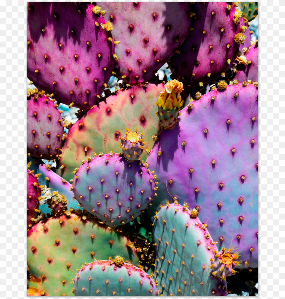 Rainbow Cactus, Plant Free Png Download